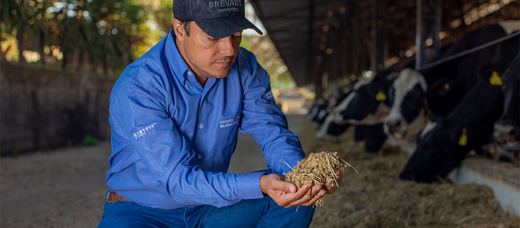 Agricultor segurando silagem de milho recém-colhido.